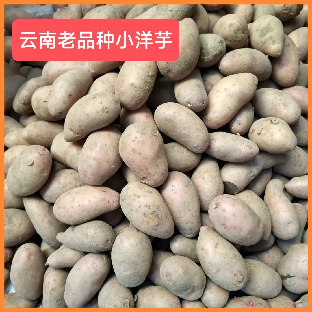 烧烤洋芋云南德宏老品种小洋芋腰子洋芋红皮土豆高山土豆马铃薯