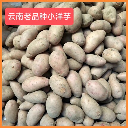 烧烤洋芋云南德宏老品种小洋芋腰子洋芋红皮土豆高山土豆马铃薯