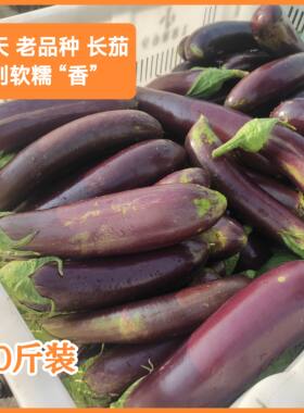 10斤批云南梁河露天老品种茄子新鲜摘紫皮长茄软糯香餐馆饭店蔬菜