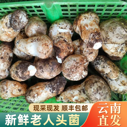 云南野生新鲜老人头菌时令鲜蘑菇