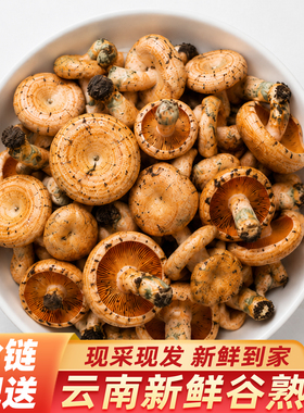 云南新鲜谷熟菌500g新鲜采摘野生菌菇铜绿菌松乳菇雁来菌枞树菌菇