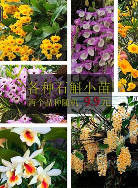石斛金钗铁皮小苗天宫报春麝香玫