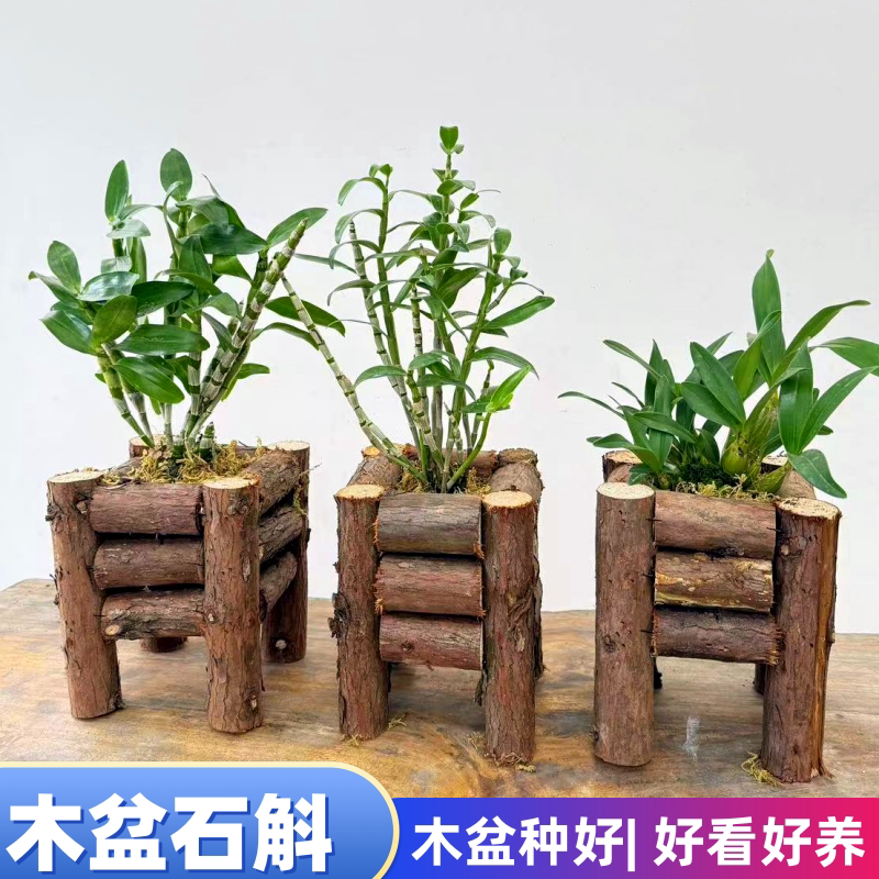 石斛盆栽木车种好金钗鼓槌铁皮图片