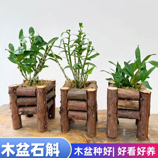 (部分带花芽)石斛盆栽 木车种好金钗鼓槌铁皮叠鞘黑毛球花石斛