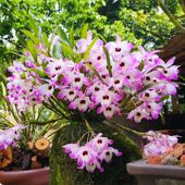 药用滋补 铁皮枫斗石斛附生兰吊兰花 带新芽 贵州赤水金钗石斛