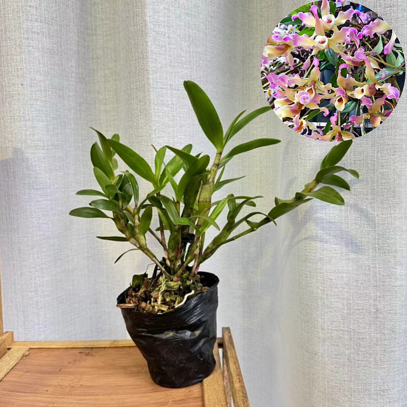 （带花苞）越南扭瓣石斛 稀有洋兰 石斛兰 附生兰吊兰花 绿植花卉