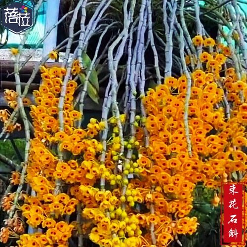 束花石斛黄色花比较长一大串