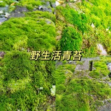 景观苔藓 绿植铺面 鲜活青苔石斛铺面绿植青苔活青苔盆景装 饰盆栽