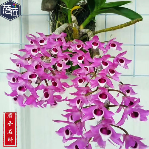 麝香石斛紫红色花带有香味不怕热