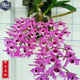 石斛紫红色花带有香洋兰附生 麝香石斛稀有石斛缅甸经典 带新芽