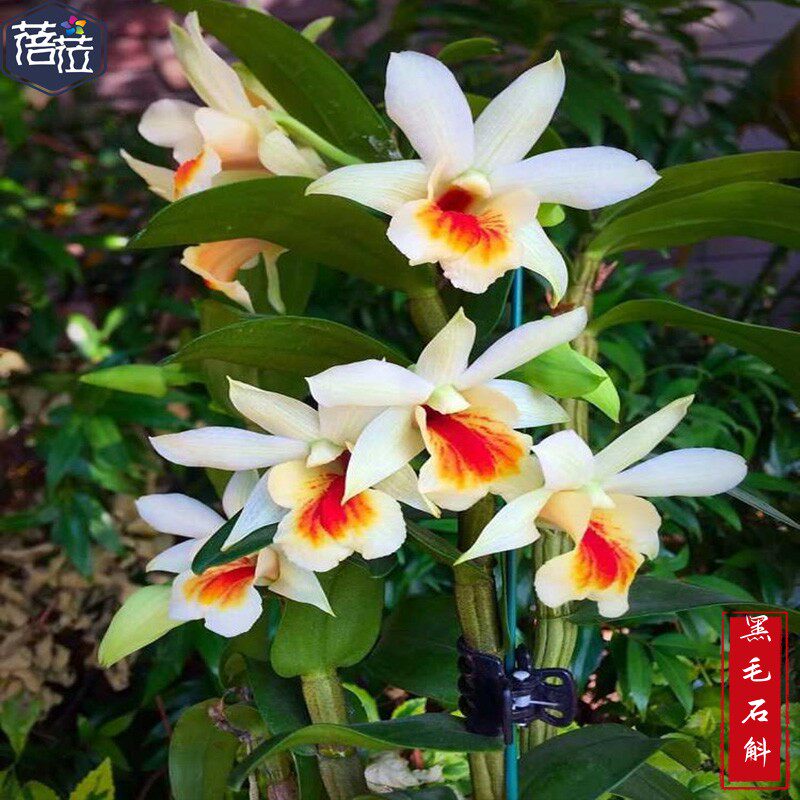 翅鄂石斛 橘子香水 黑毛石斛兰 开花有香味 水果石斛煲汤炖肉佳品