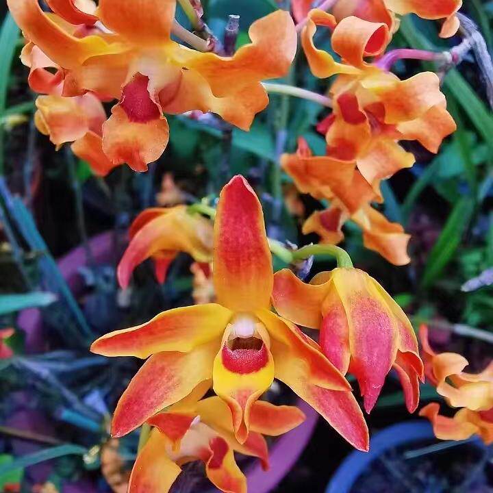 (带营养杯）稀有梵净山石斛稀有名贵品种洋兰石斛兰石斛盆栽 橘红