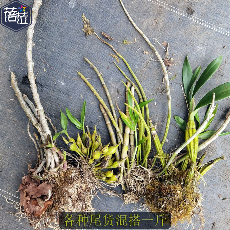 石斛尾货随机一斤 一般是 晶帽 鼓槌 球花 长苏 天宫黑毛等随几种