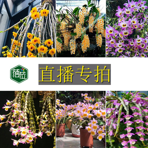 直播专拍链接有多份尽量少