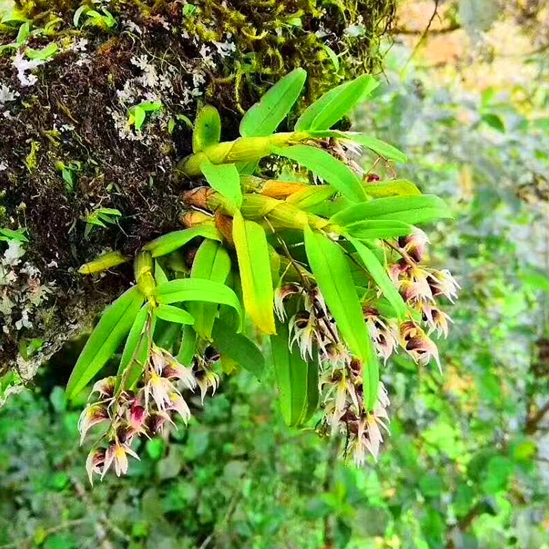 稀有滋补功效兰花绿植药用石斛