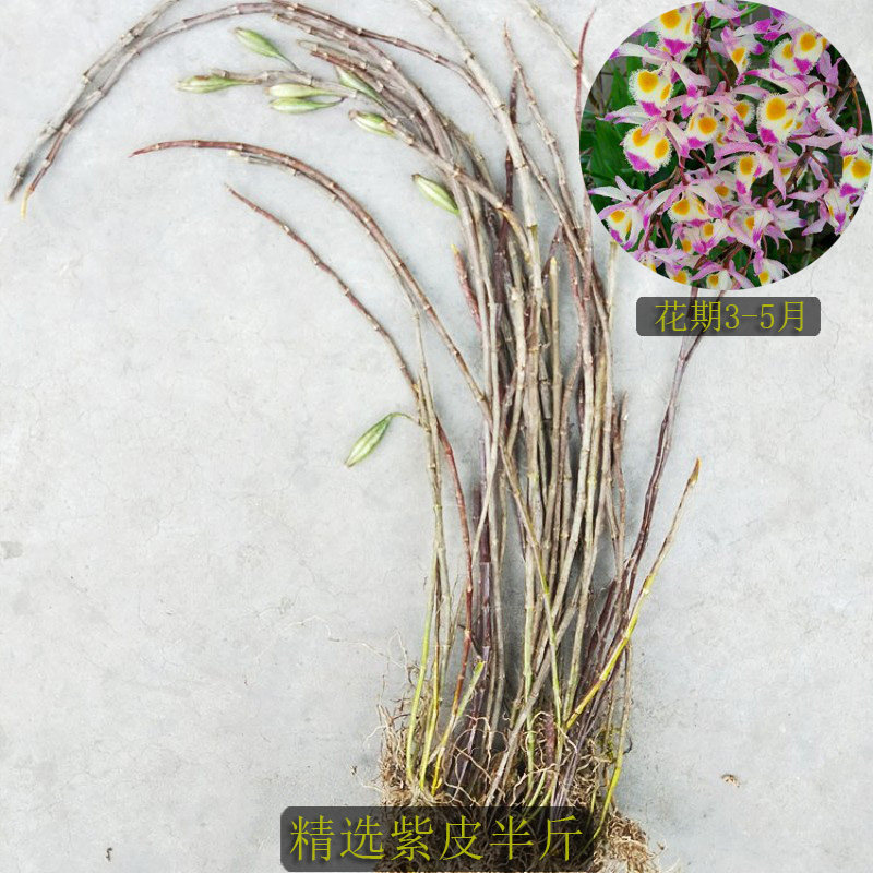 紫皮石斛比铁皮好养药用价高 开花漂亮粉色花药用植物花期长 细茎