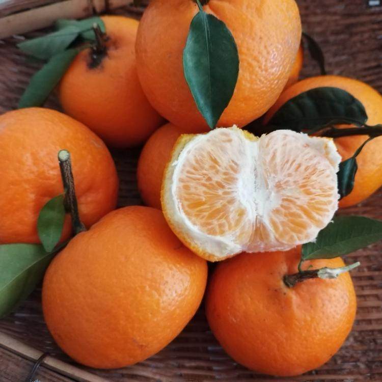 贵州平塘农家沃柑新鲜水果橘子橙子农家自种现摘现发包邮,水产肉类/新鲜蔬果/熟食,桔子,淘宝优惠券,粉丝福利购,淘宝优惠卷