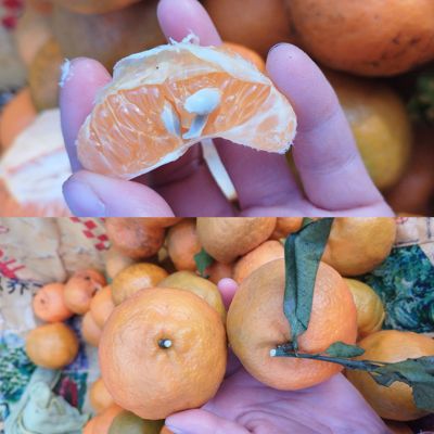 贵州平塘酸甜土橘子新鲜现摘老品种有籽橘子碰柑新鲜水果现摘包邮