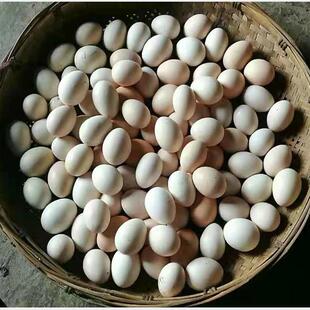 农家散养新鲜土鸡蛋新鲜农村野外放养土鸡蛋