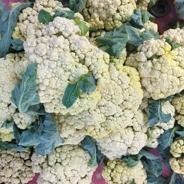 贵州平塘新鲜花菜当季农家自种花椰菜白花菜散花包邮