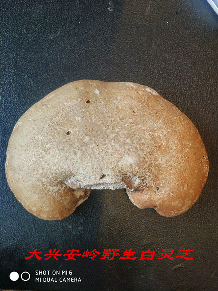 灵芝 白灵芝 玉灵芝东北大兴安岭原始森林野生整支苦白蹄林芝250g