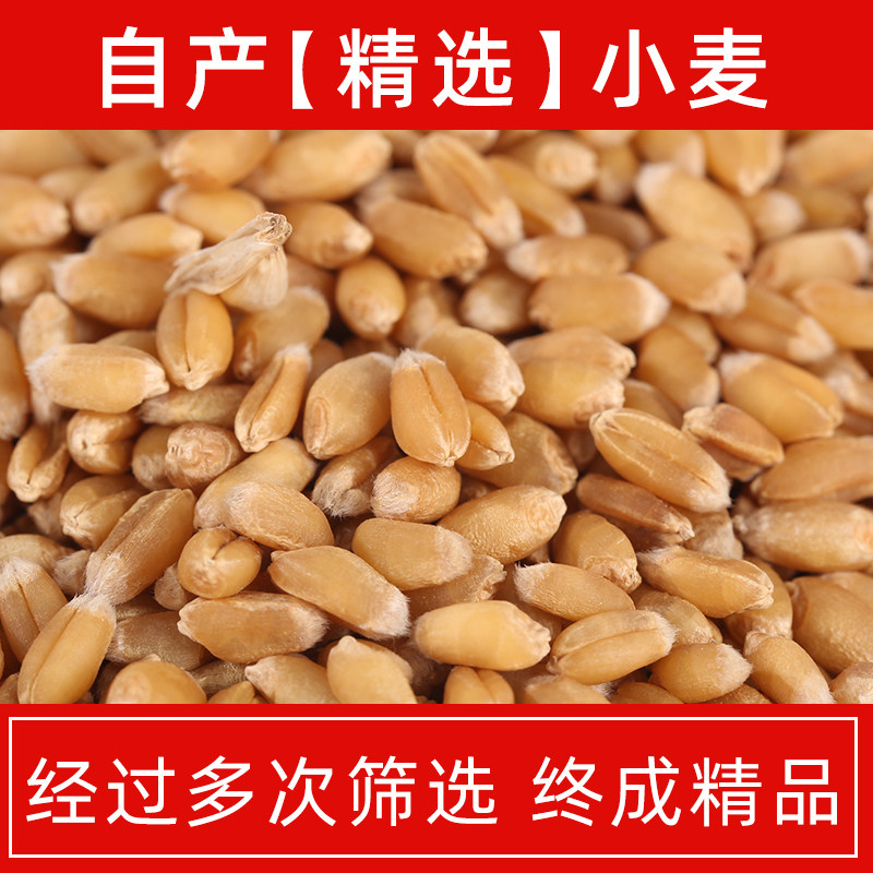 种子钓鱼磨面酿酒蒸煮