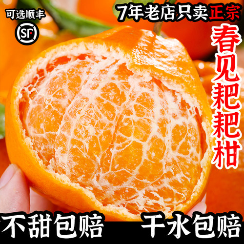 四川春见耙耙柑粑粑柑杷杷柑