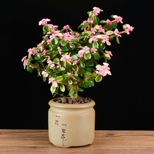 金枝玉叶盆栽造型雅乐之舞小苗肉肉植物 多肉老桩盆景花卉太阳花