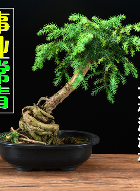 澳洲杉盆景树桩大型高档造型盆栽奥州衫植物室内客厅四季常青小苗
