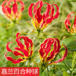 嘉兰百合科多年生攀援型爬藤草木花卉种球庭院盆栽植物嘉兰块根