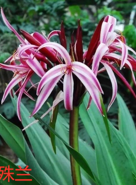 文殊兰 客厅净化空气室内吸甲醛白色花十八学士绿植花卉盆栽盆景