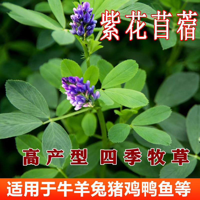 紫花苜蓿草种籽多年生苜蓿草籽四季养殖牧草种子猪牛羊鹅鱼草种籽 蜂蜜的作用与功效 专业蜜蜂养殖蜂产品知识资讯网 蜂行天下网