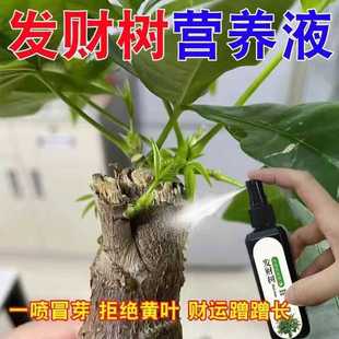 发财树专用营养液防黄叶烂根壮苗根免稀释专用肥
