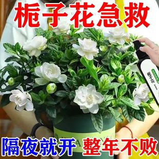 栀子花专用营养液掉治黄叶花苞催花家用盆栽开花专用肥