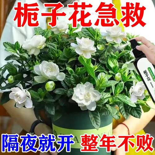 心动声音栀子花专用营养液包邮
