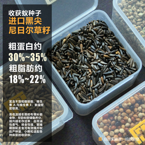 自然实验室蚁巢：蚂蚁食物蚁群专用收获蚁种子