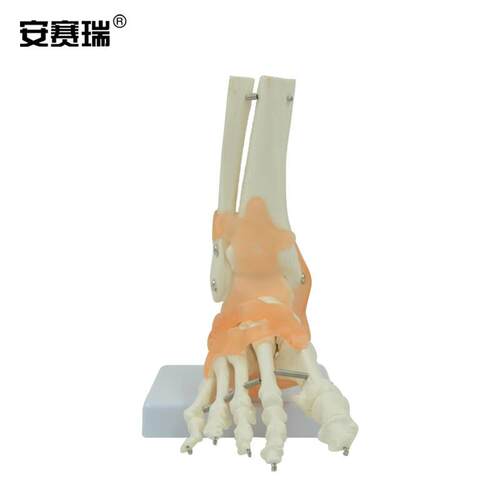 安赛瑞关节模型人体脚关节模型足关节足脚骨付韧带模型骨骼医学教