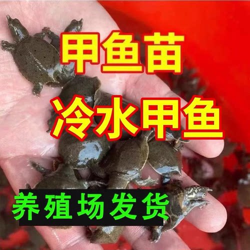 外塘生态中华甲鱼苗鳖苗鲜活团鱼水鱼苗王八苗小甲鱼100鲜活甲鱼