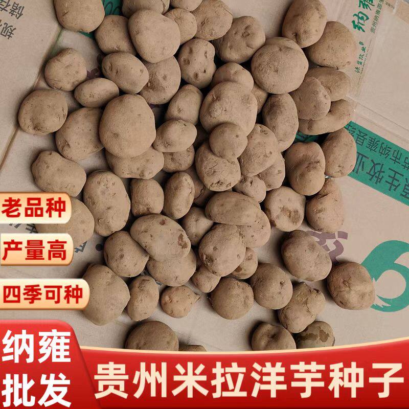 贵州农家老品种高产米拉洋芋种籽