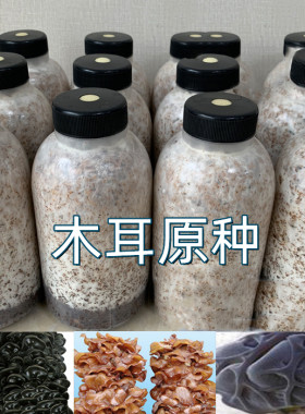 岷源椴木打孔袋子种植原种菌种