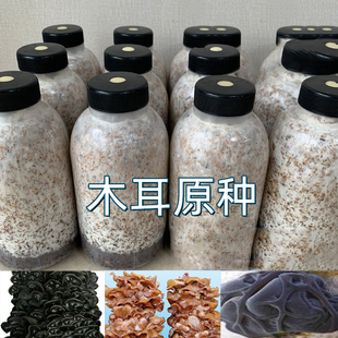 食用菌黑木耳原种二级种毛木耳菌种子椴木打孔袋装种植菌种栽培种