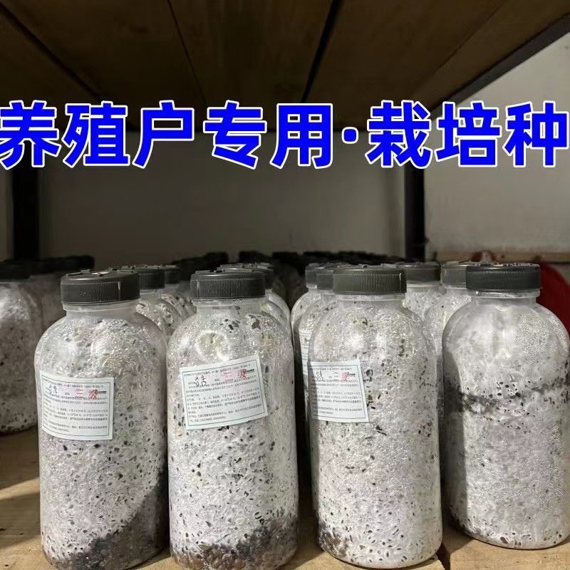 平菇栽培种木耳香菇灵芝榆黄菇秀珍菇三级种栽培种菌种蘑菇种子