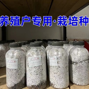 平菇栽培种木耳香菇灵芝榆黄菇秀珍菇三级种栽培种菌种蘑菇种子