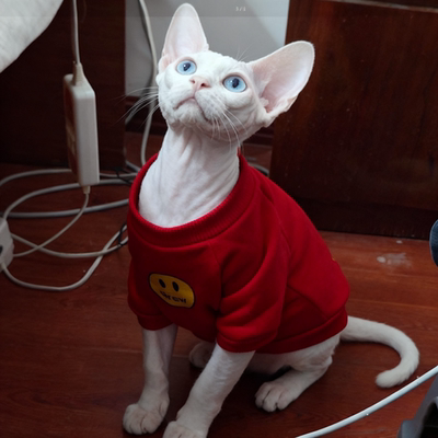 德文卷毛猫咪专用冬天衣服