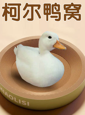 养小黄鸭子下蛋窝草的柯尔