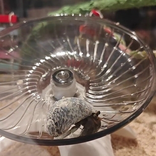 寄居蟹专用攀爬网格飞盘跑轮顺滑静音造景装饰带支架解闷玩具宠物