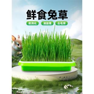 提摩西兔草无土水培盒自己种植烘干养兔子专用饲料苜蓿草猫去毛球