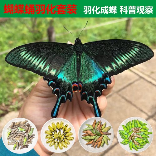 真蝴蝶蛹可孵化无毒认主宠物