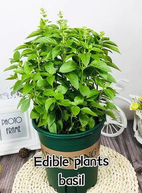 basil plants herbs mint rosemary thyme, spices Edible plant
