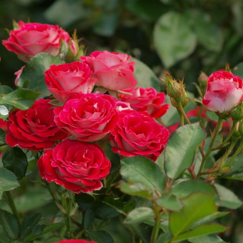 灌木丰花月季 红宝石冰 阳台庭院植物四季开花玫瑰盆栽